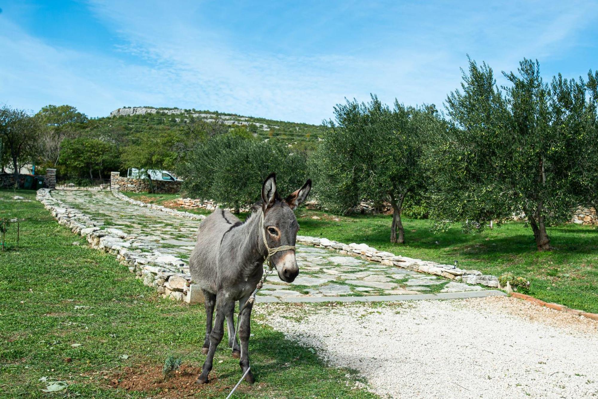 Dalmatian Country House Irena Bruska Екстер'єр фото