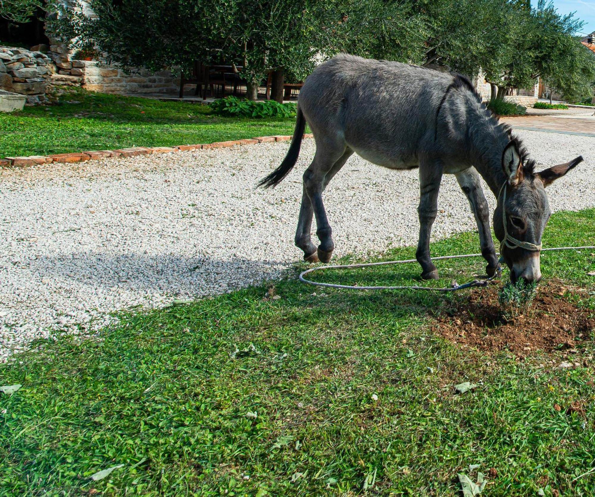 Dalmatian Country House Irena Bruska Екстер'єр фото